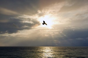 Bird flying over the ocean in front of the sun. 